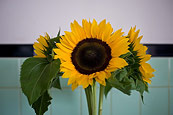 Sunflower Saturday